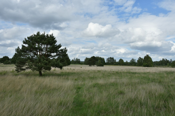 Landschaftsaufnahme-Barker-Heide-2