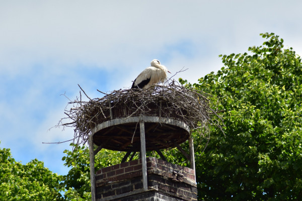Storch-im-Nest