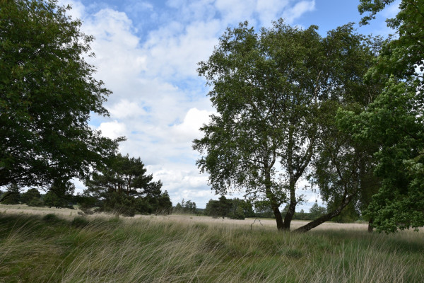 Wappenbaum-Birke-in-der-Heide-1